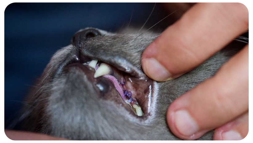 cat dental gum infection